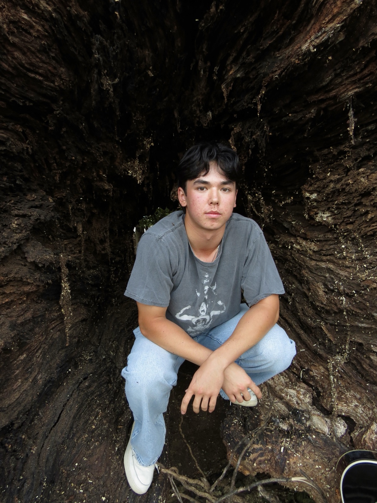 Inside a redwood near Carmel